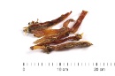 269701 Straussen-Sehne kurz 100g